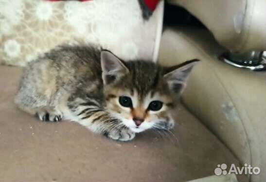 Котенок девочка в добрые руки