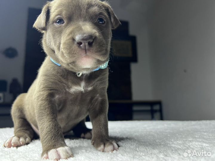 Американский булли покет