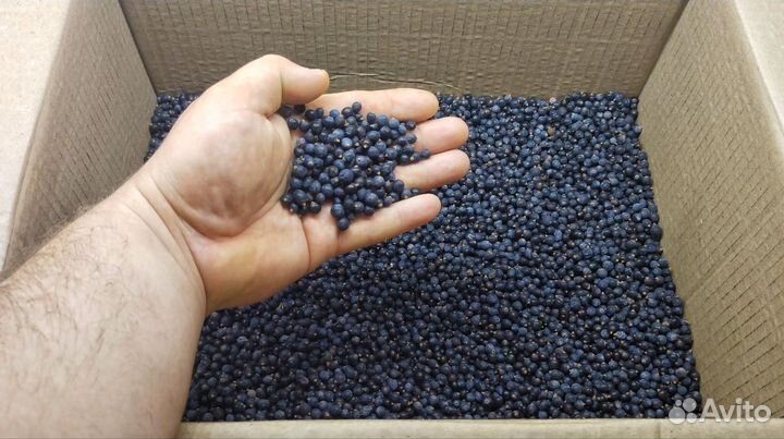 Ягоды можжевельника