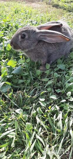 Кролики мясных пород