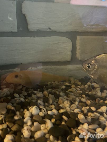 Аквариум с рыбками бу