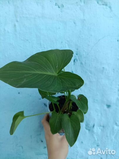 Комнатные растения красивоцветущие