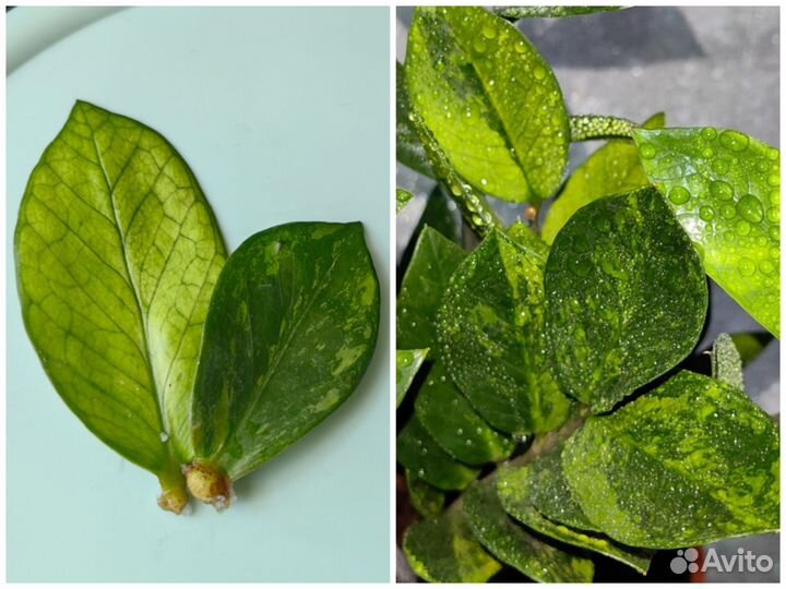 Замиокулькас вариегатный