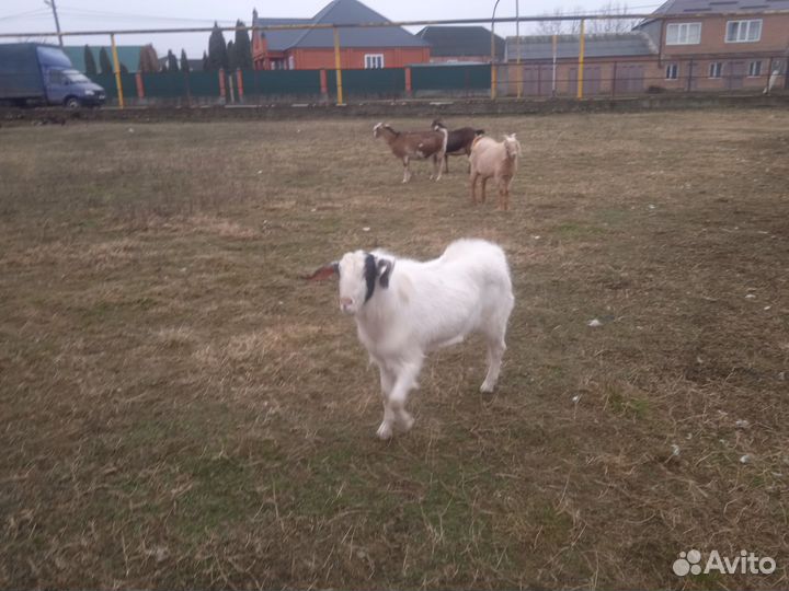 Нубийский козел