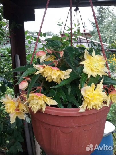 Бегония ампельная