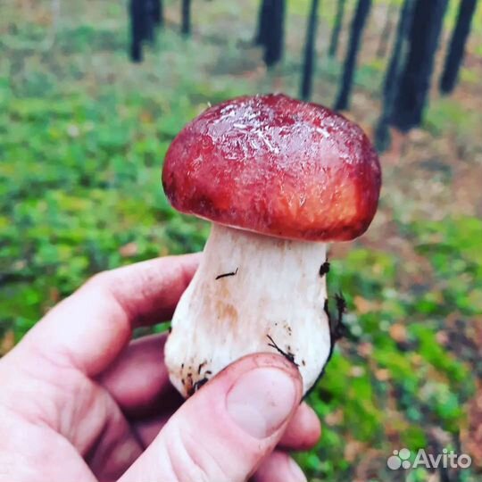 Грибы боровики