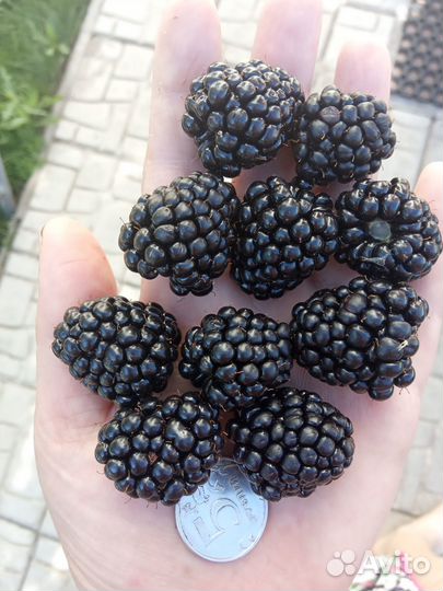 Продам годовалый саженец ежевики Тройная корона