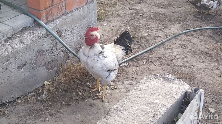 Петухи голошейки