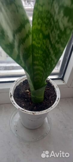 Сансевиерия (щучий хвост)