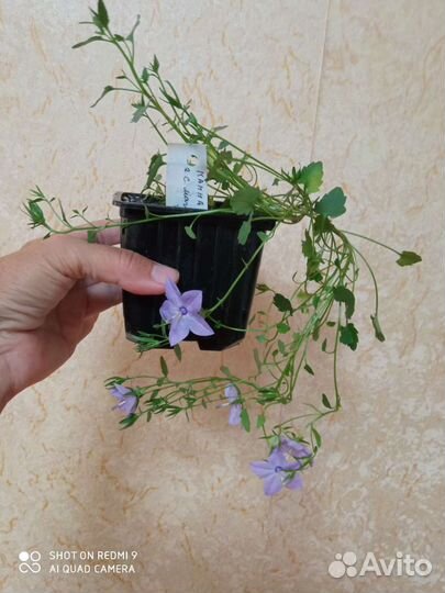 Кампанула жених