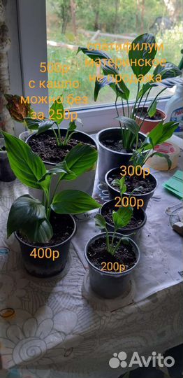 Спатифиллум