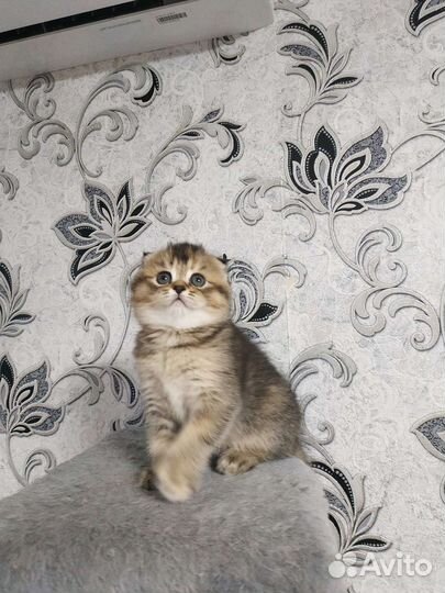 Шотландские котята