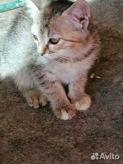 Кошки в добрые руки бесплатно