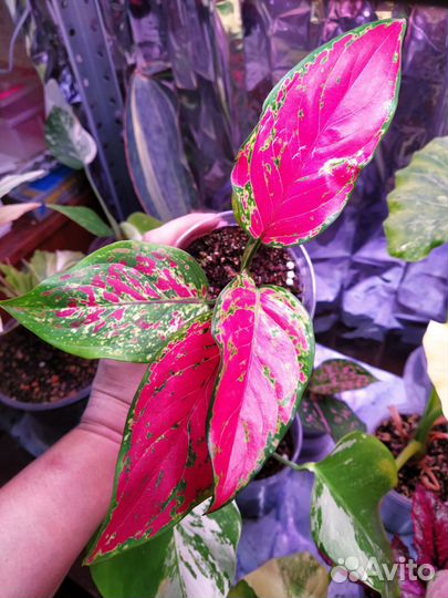 Аглаонема пинк далматин, аглаонема венус