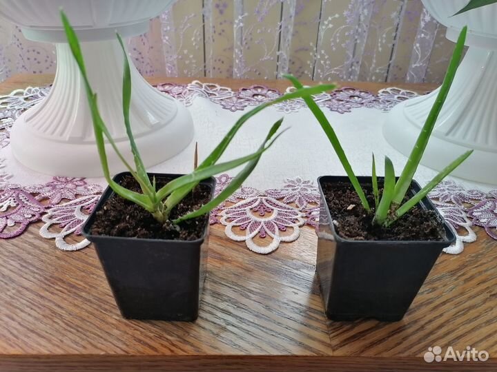 Алоэ (детки)