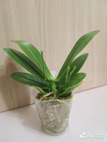 Орхидеи Фаленопсисы мультифлоры