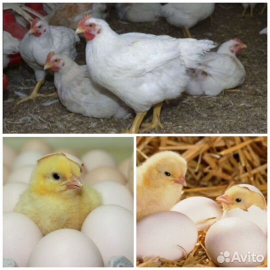 Цыплята бройлера кобб 700