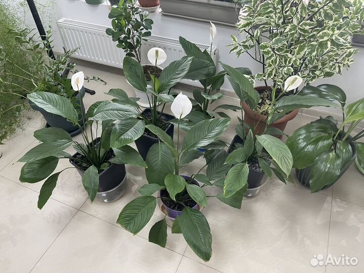 Спатифиллум, «женское счастье»