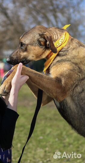 Собака в добрые руки