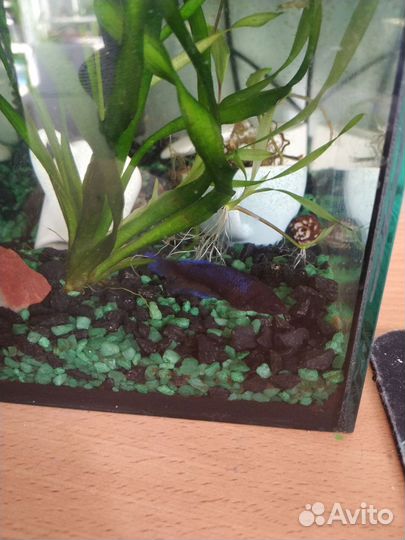 Аквариум с наполнением