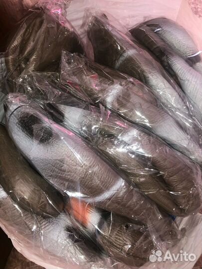 Профиля гусей (3D)