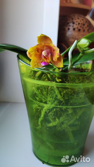 Орхидея Cupid star