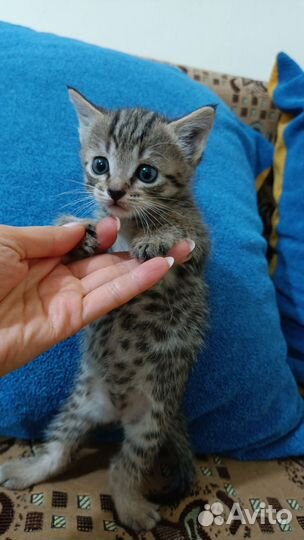 В добрые руки Котята Крысоловы