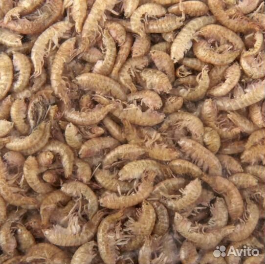 Гаммарус сушеный озерный