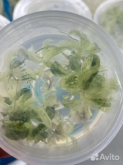 Филодендрон гигантум вариегатный цена за 5 штук