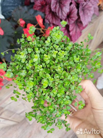 Солейролия