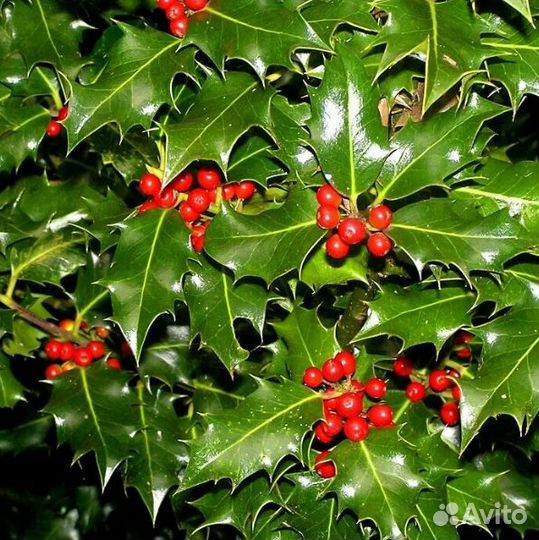 Падуб, разные виды, семена