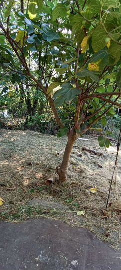 Участок 3 сот. (ИЖС)