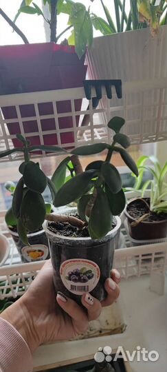 Красула толстянка. Растения