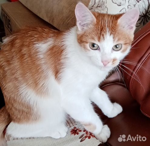 Домашние животные кошки