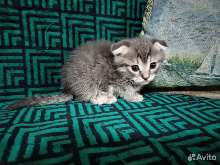 Шотландская кошка