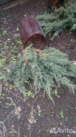 Можжевельники