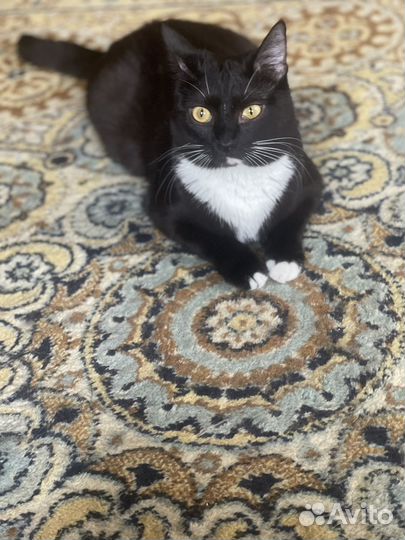 Полли ищет дом