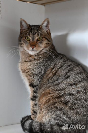 Отдам котика Люка