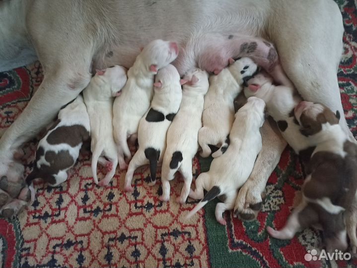 Щенки стаффорда