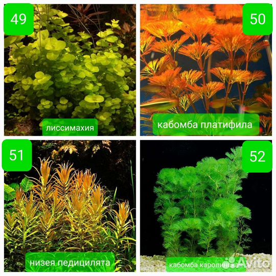 Аквариумные растения