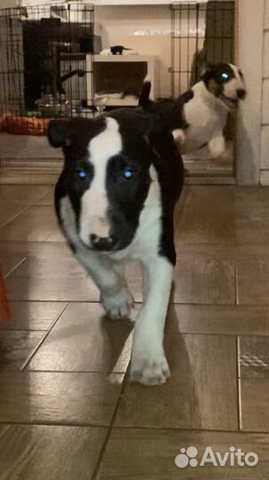 Бультерьер