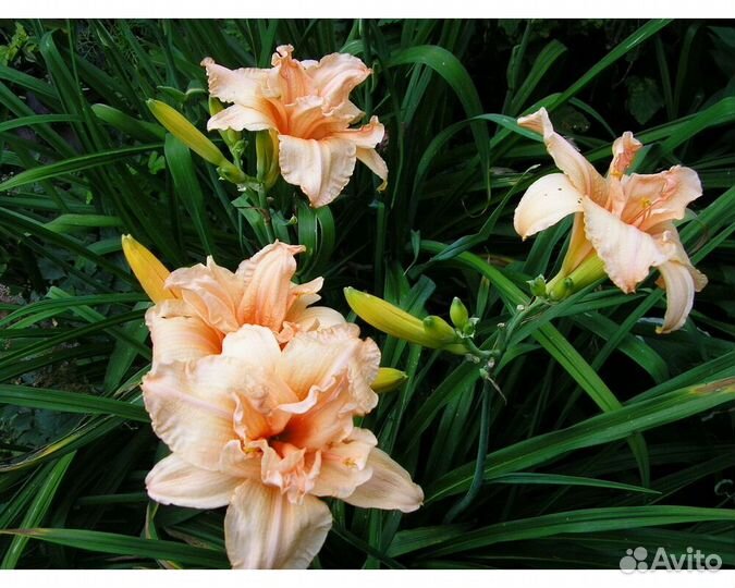 Лилейник Double Dream