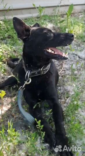 Мальчик из, черного приюта