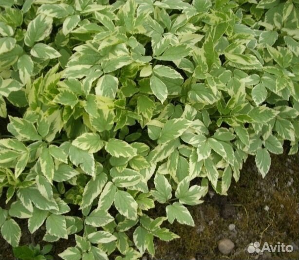 Сныть декоративная