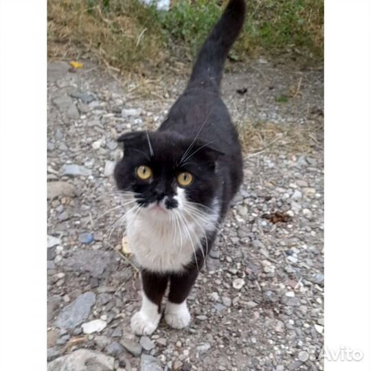 Вислоухий кот