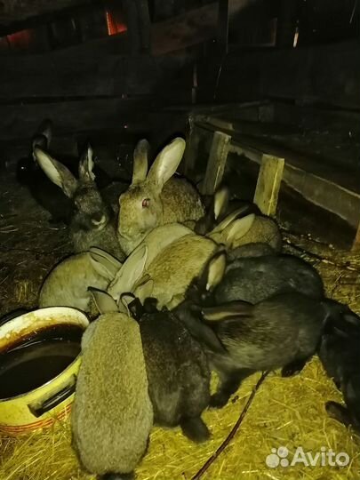 Кролики молодняк