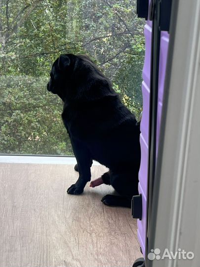 Мопс вязка мальчик