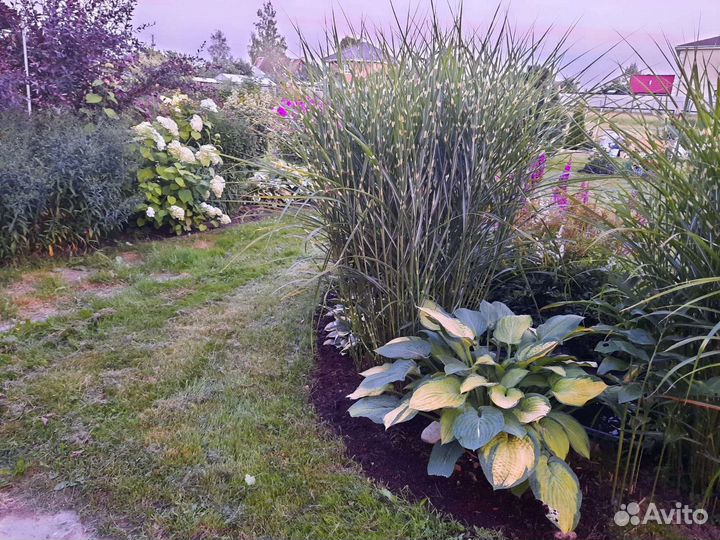 Мискантус зебрина