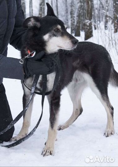 Приезжай хотя бы погулять с Джоником