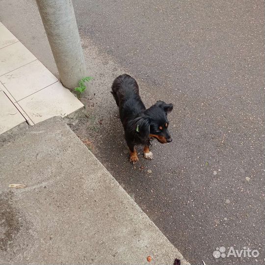 Маленькие собачки из приюта
